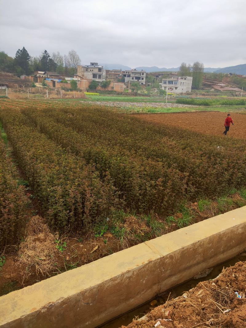大红袍花椒，九叶青椒，无刺花椒，成活率高，产量高