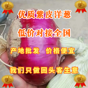 优质紫皮洋葱，产地直发，价格便宜，批发、商超对接全国