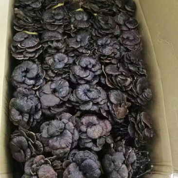 （中药材）老挝野生竹灵芝一件代发、......