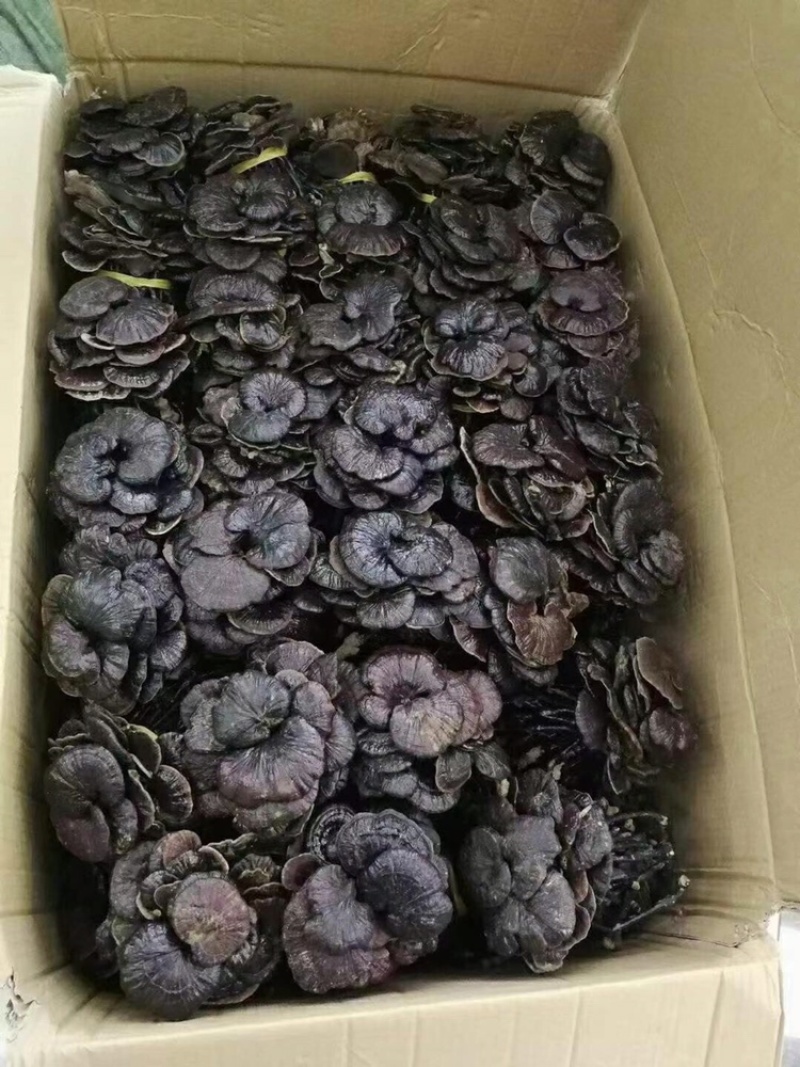 （中药材）老挝野生竹灵芝一件代发、......