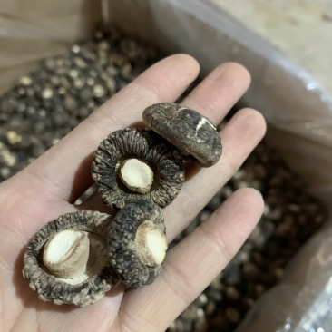 包邮小厚冬菇2.5-3厘米干香菇2026新菇