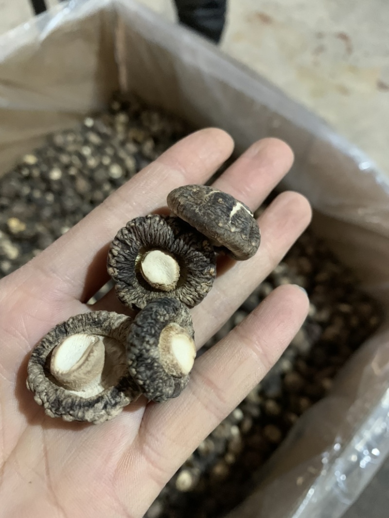 包邮小厚冬菇2.5-3厘米干香菇2026新菇
