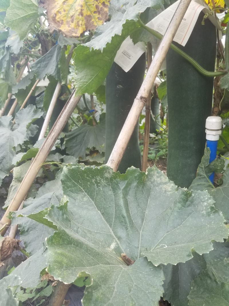 海南儋州巿木棠镇黑皮东瓜