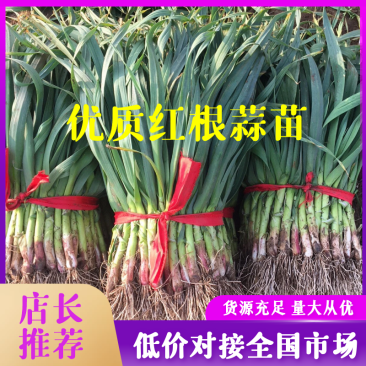 优质红根蒜苗40~45cm大量上市，根红叶绿，价格便宜