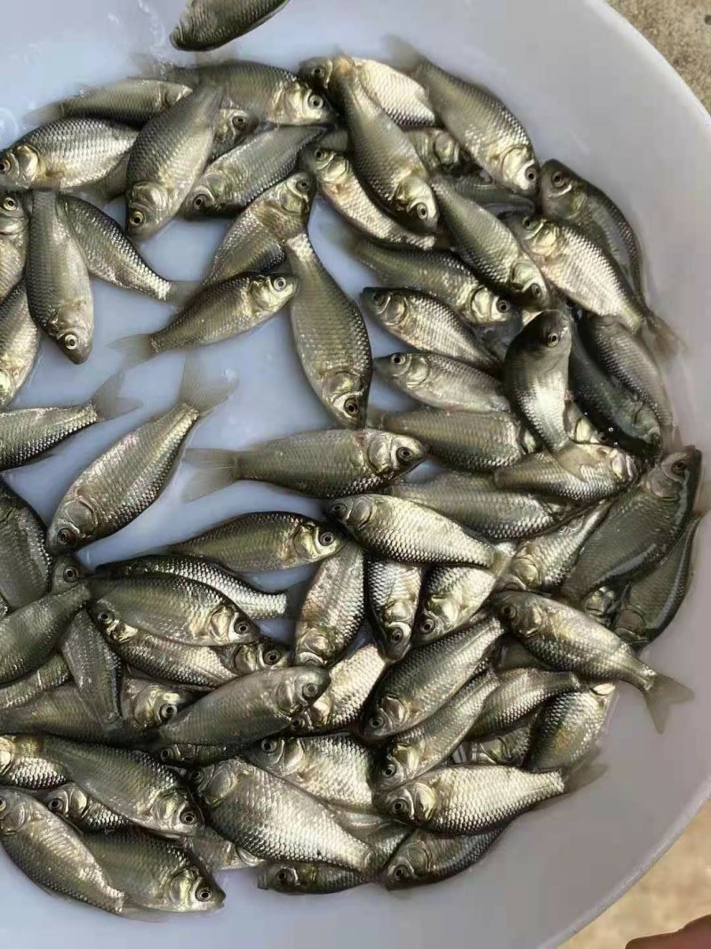 巴沙鱼苗，优质快大，鱼场直供，一手货源，可实地看鱼。