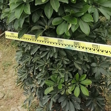 鸭脚木基地直销诚信经营