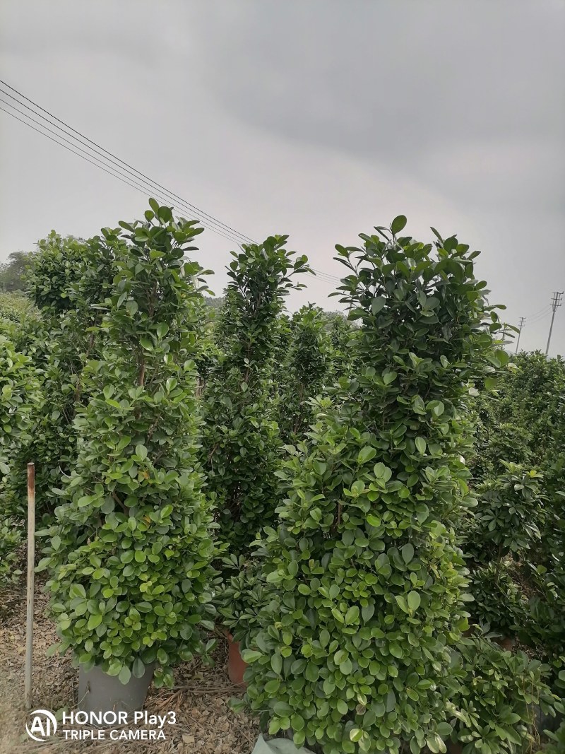 鸭脚木基地直销诚信经营