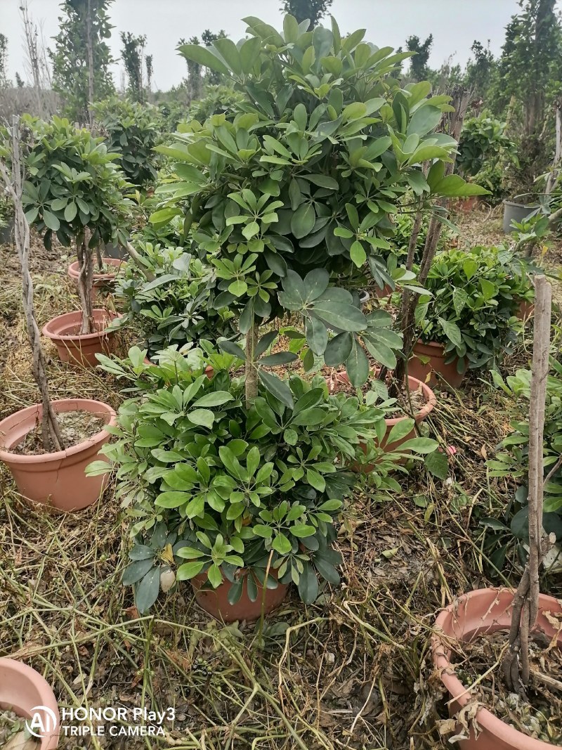 鸭脚木基地直销诚信经营