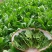 精品大棚大叶菠菜大量上市，质优价廉，产地批发，价格便宜