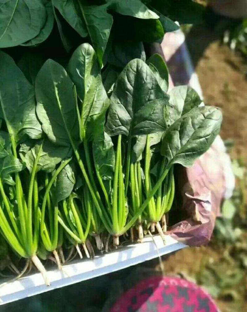 精品大棚大叶菠菜大量上市，质优价廉，产地批发，价格便宜