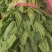 精品大棚大叶菠菜大量上市，质优价廉，产地批发，价格便宜