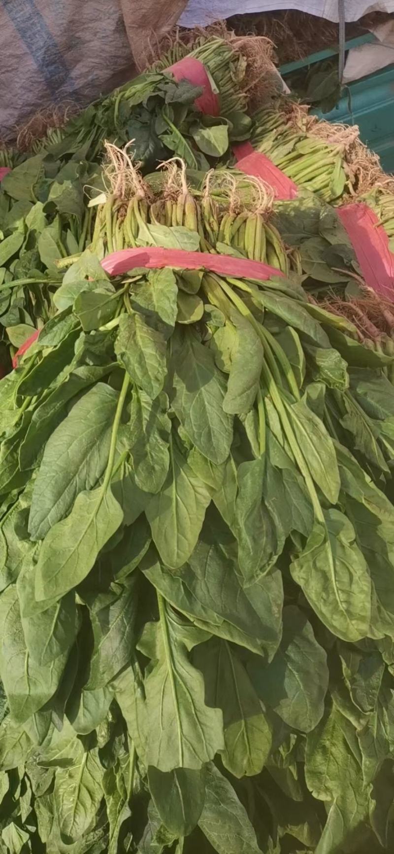精品大棚大叶菠菜大量上市，质优价廉，产地批发，价格便宜