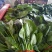 精品大棚大叶菠菜大量上市，质优价廉，产地批发，价格便宜
