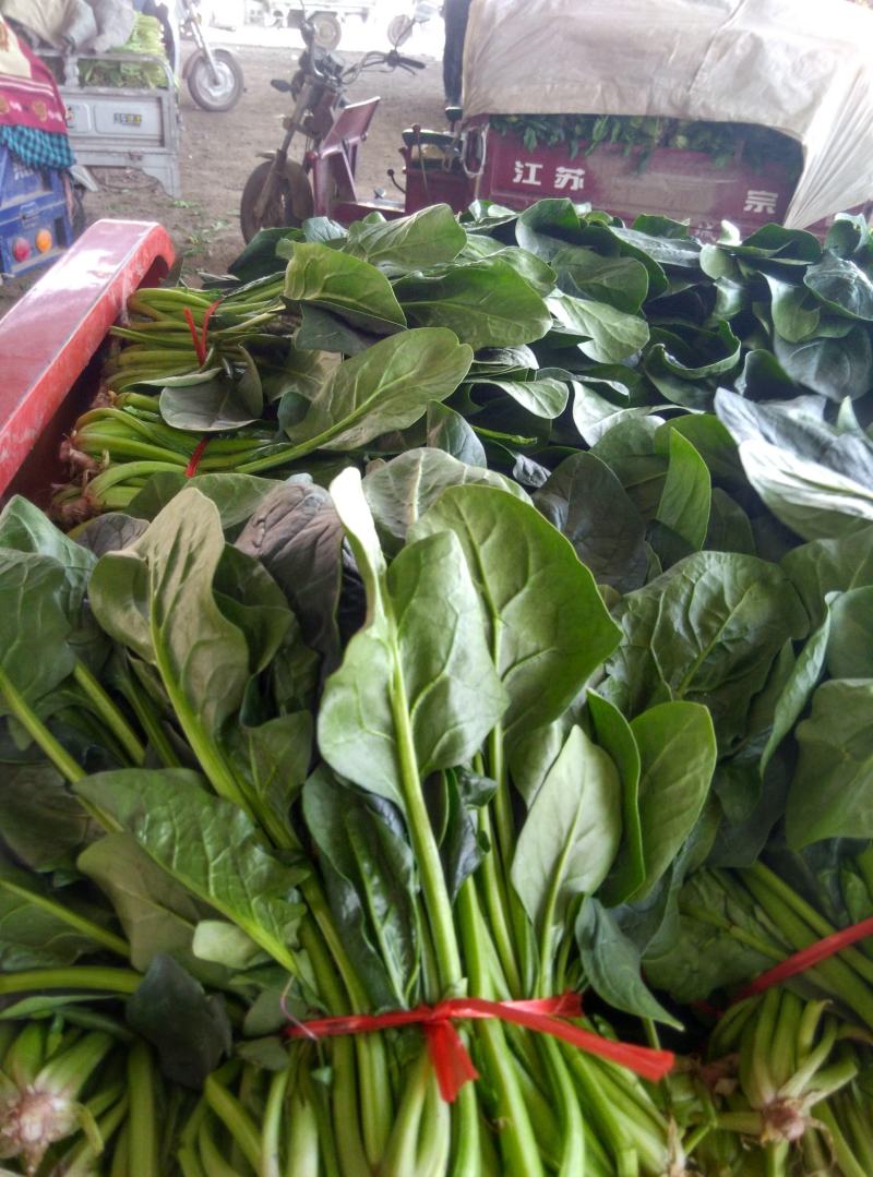 精品大棚大叶菠菜大量上市，质优价廉，产地批发，价格便宜