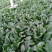 精品大棚大叶菠菜大量上市，质优价廉，产地批发，价格便宜