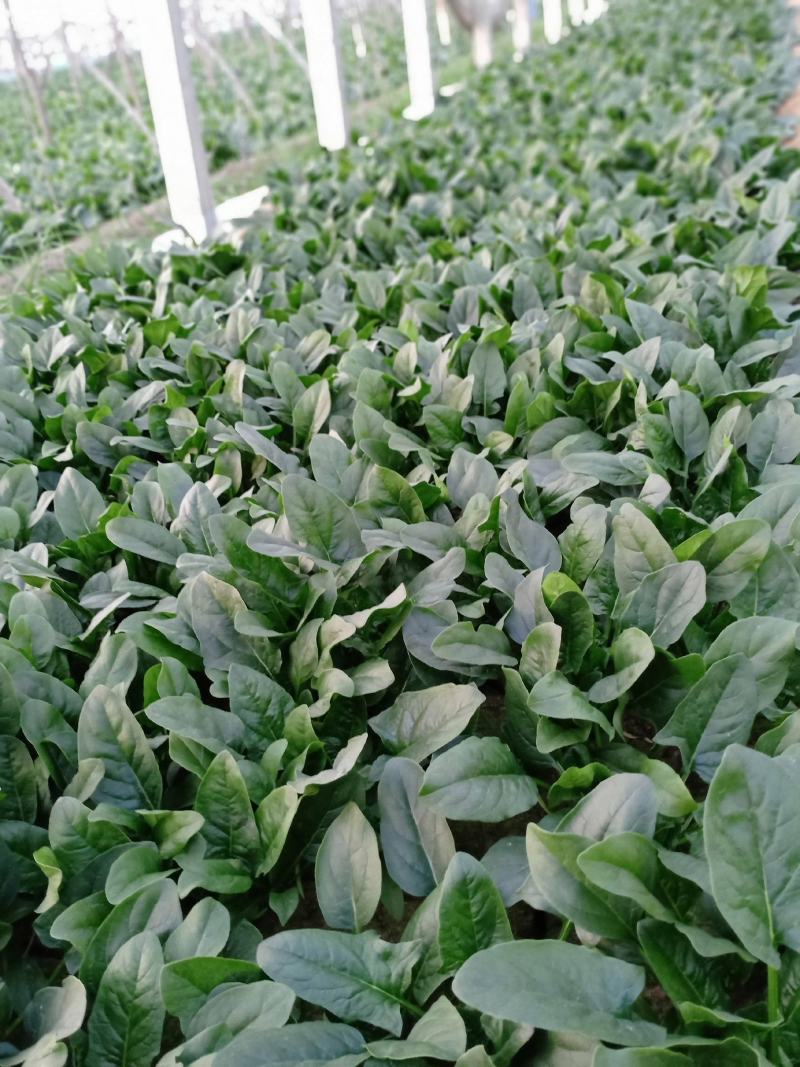 精品大棚大叶菠菜大量上市，质优价廉，产地批发，价格便宜