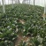 精品大棚大叶菠菜大量上市，质优价廉，产地批发，价格便宜