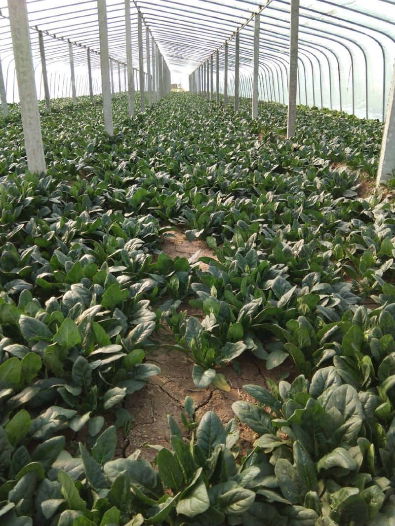 精品大棚大叶菠菜大量上市，质优价廉，产地批发，价格便宜