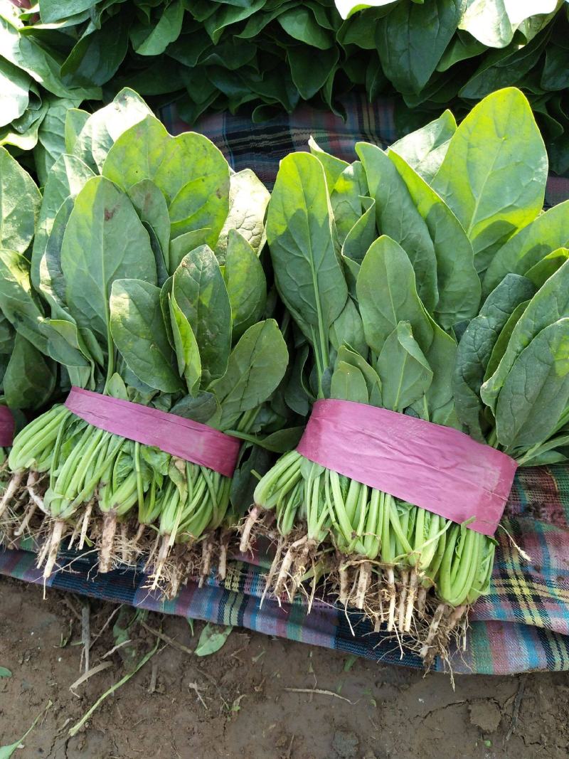精品大棚大叶菠菜大量上市，质优价廉，产地批发，价格便宜