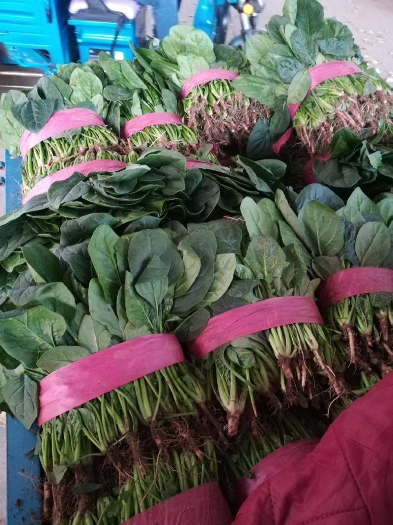 精品大棚大叶菠菜大量上市，质优价廉，产地批发，价格便宜