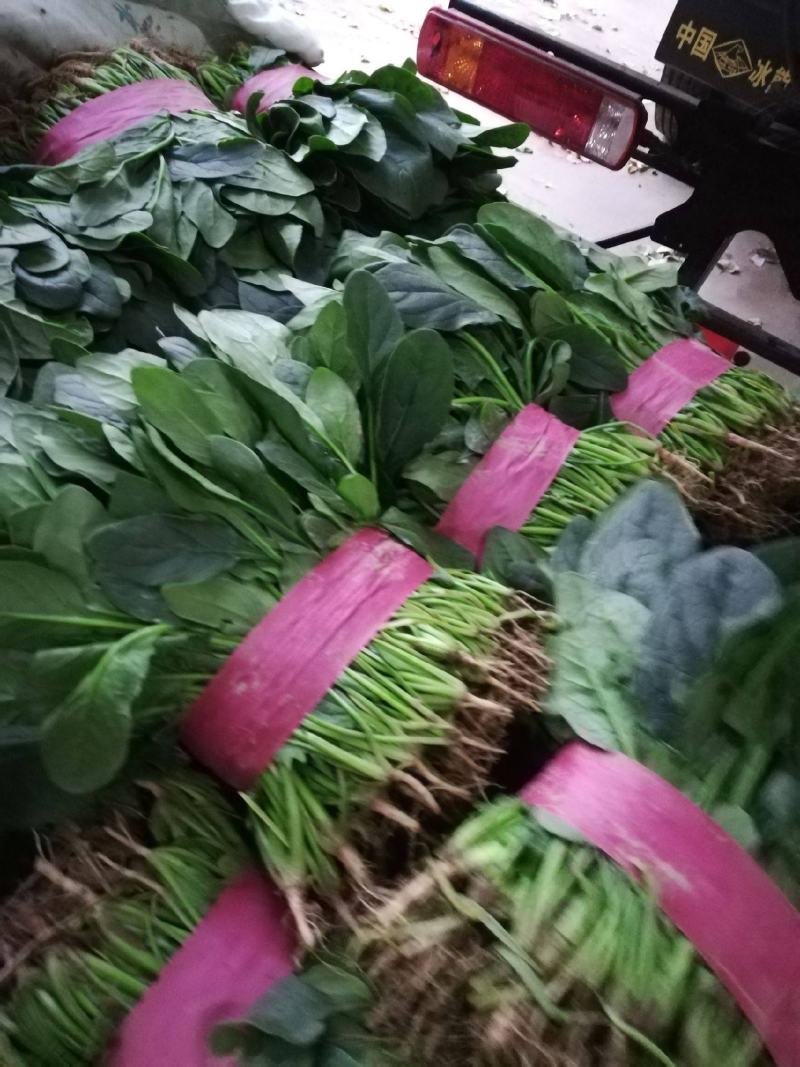 精品大棚大叶菠菜大量上市，质优价廉，产地批发，价格便宜
