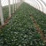 精品大棚大叶菠菜大量上市，质优价廉，产地批发，价格便宜