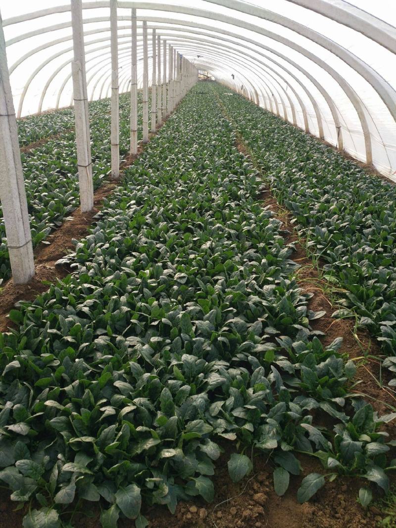 精品大棚大叶菠菜大量上市，质优价廉，产地批发，价格便宜