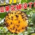 果蝇球粘虫球柑橘大实蝇诱蝇球诱虫球诱粘球诱捕球瓜实蝇诱捕