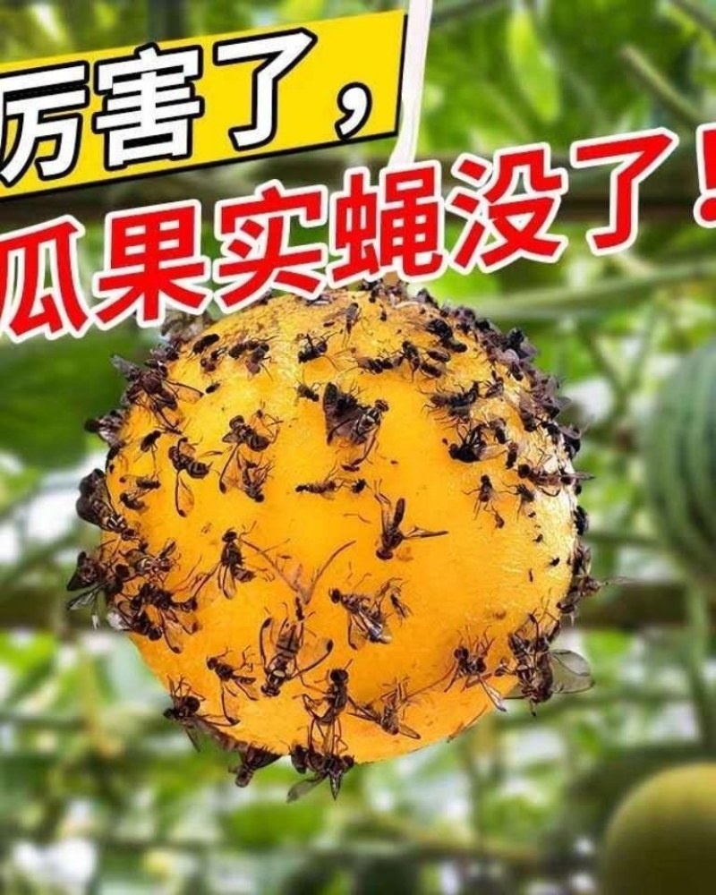果蝇球粘虫球柑橘大实蝇诱蝇球诱虫球诱粘球诱捕球瓜实蝇诱捕