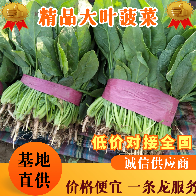 精品大棚大叶菠菜大量上市，质优价廉，产地批发，价格便宜