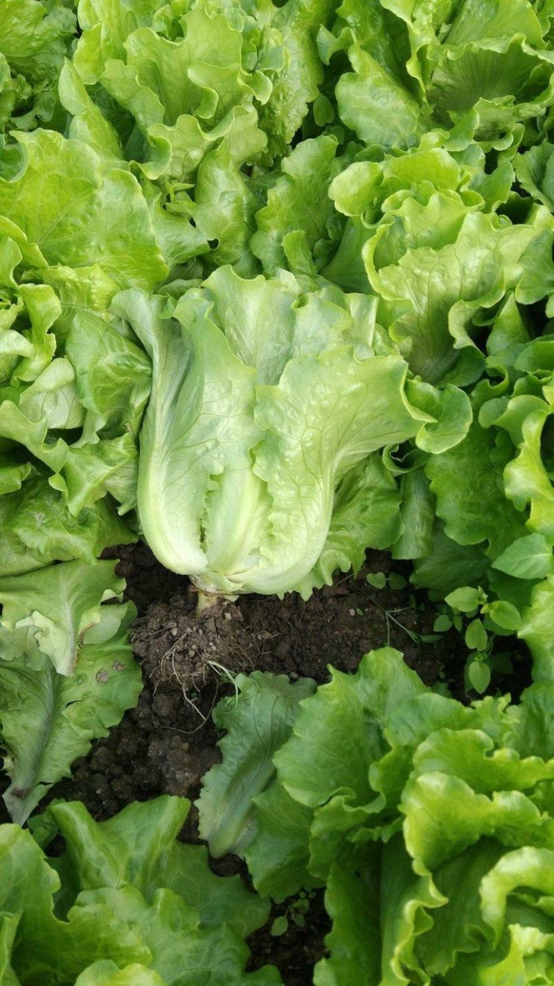 精品河南意大利生菜成色好无黄边基地批发质优价廉一手货源