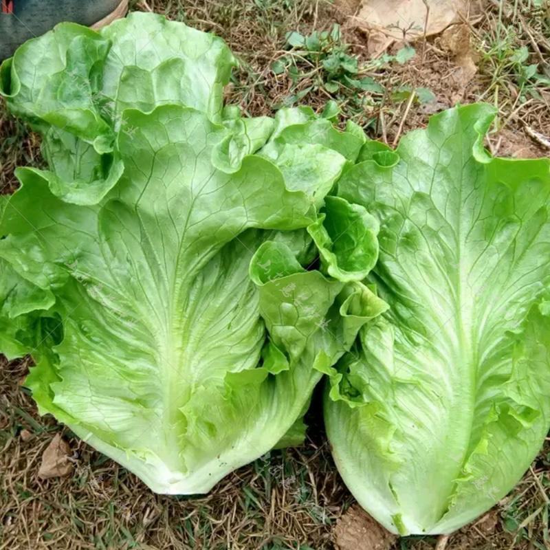 精品河南意大利生菜成色好无黄边基地批发质优价廉一手货源