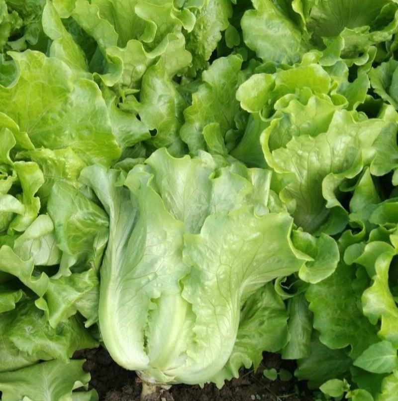 精品河南意大利生菜成色好无黄边基地批发质优价廉一手货源