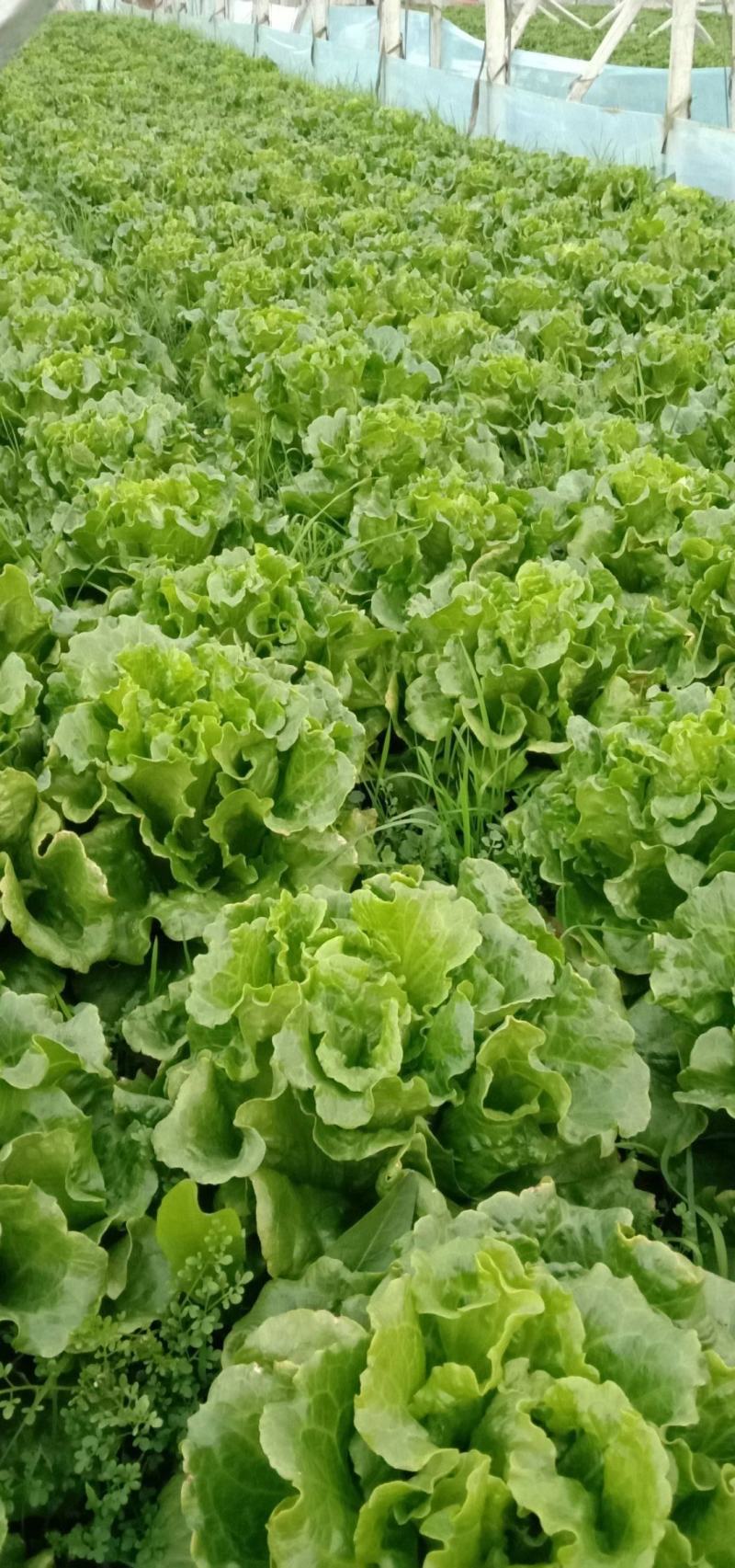 精品河南意大利生菜成色好无黄边基地批发质优价廉一手货源