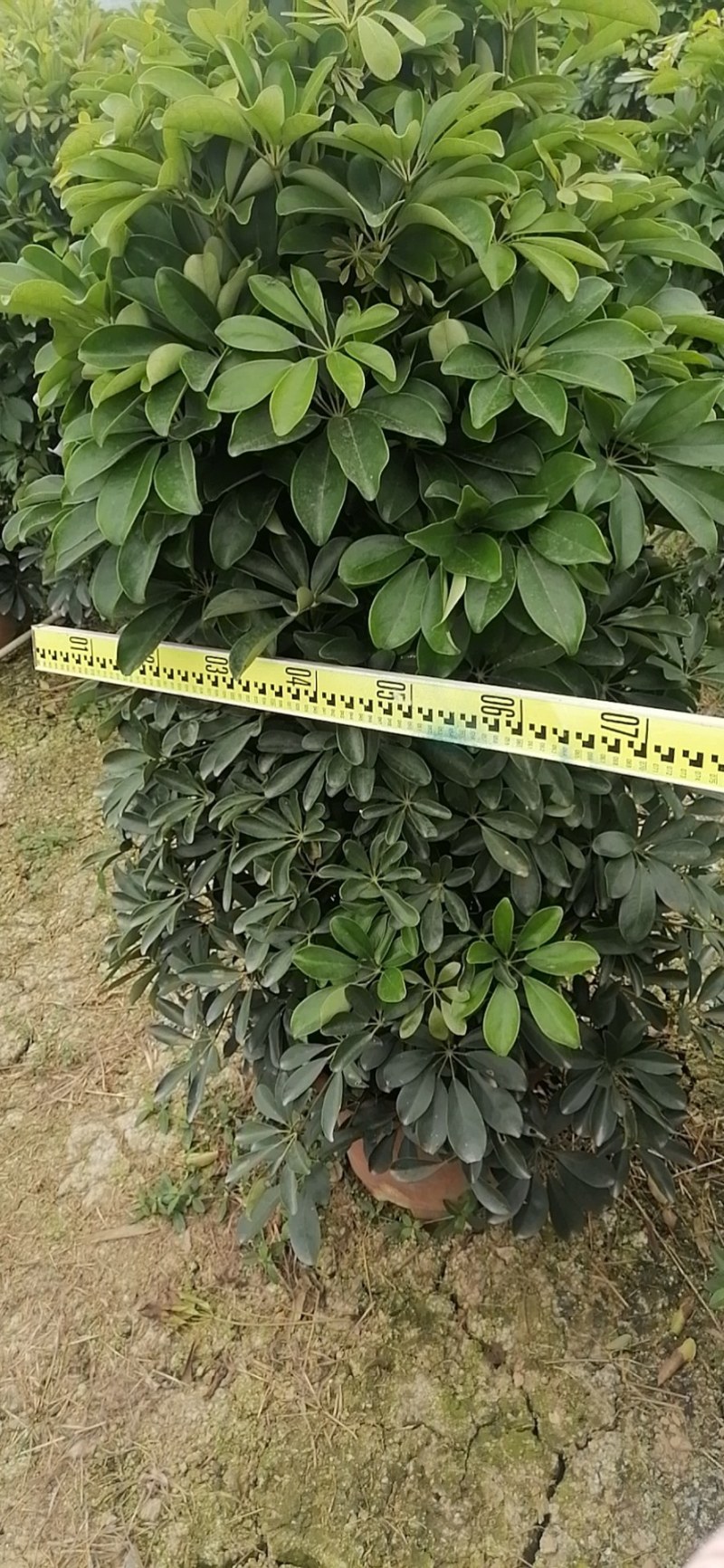 鸭脚木各种规格基地直销