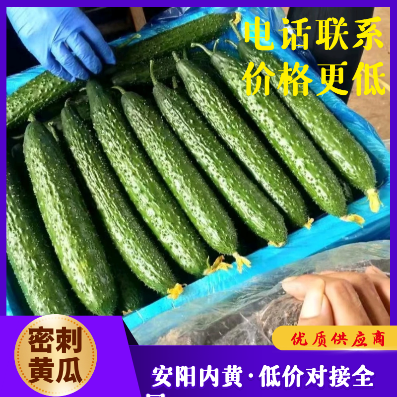 【精品】黑油亮密刺黄瓜基地直供，专业商超对接。