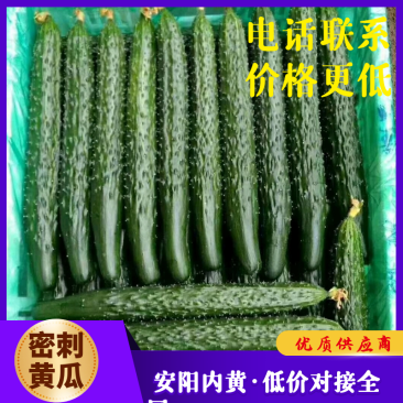 【精品】黑油亮密刺黄瓜基地直供，专业商超对接。
