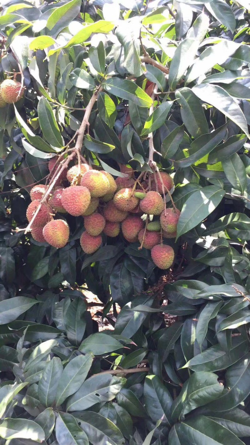东路妃子笑荔枝，我在等你来。