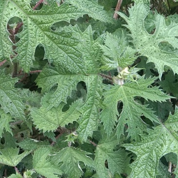 云南大山上的荨麻草野生的一棵有5斤