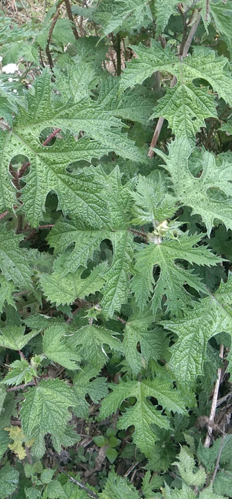 云南大山上的荨麻草野生的一棵有5斤