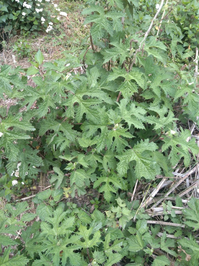 云南大山上的荨麻草野生的一棵有5斤