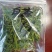 白茶，来自恩施大山富硒茶叶。