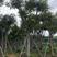 凤凰木。精品苗木品种。凤凰木5-30公分量大