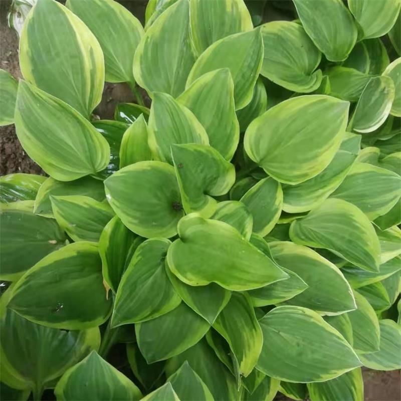 玉簪花地栽盆栽耐寒耐阴玉簪花苗玉簪花室内阳台区草本花卉可