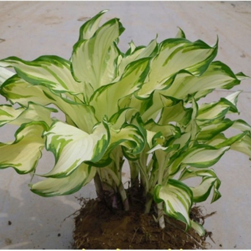 玉簪花地栽盆栽耐寒耐阴玉簪花苗玉簪花室内阳台区草本花卉可