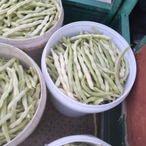 山东青岛平度市芸豆，大量上市中