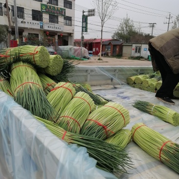 郑州中牟当地蒜薹销售旺季