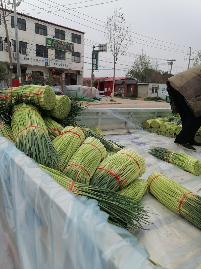 郑州中牟当地蒜薹销售旺季