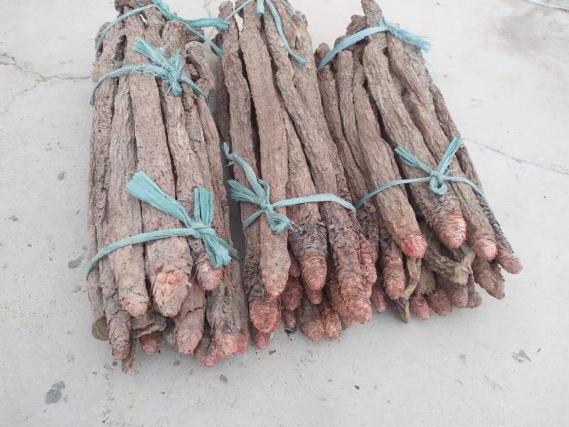 精品锁阳新货大量批发，场地直销货好特惠各种规格欢迎咨询