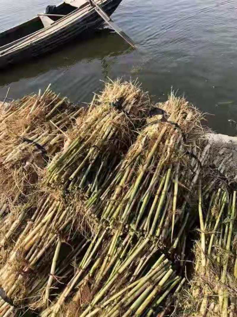 白洋淀芦苇，野生芦苇